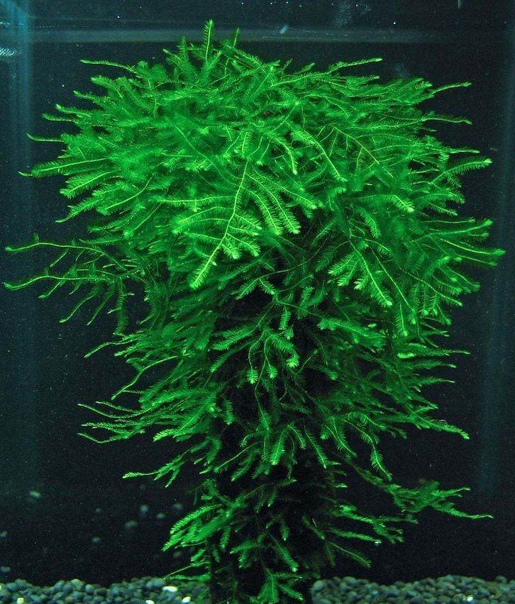 Green aquatic java moss plant in an aquarium setting.