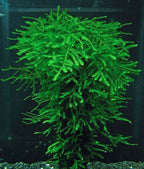 Green aquatic java moss plant in an aquarium setting.