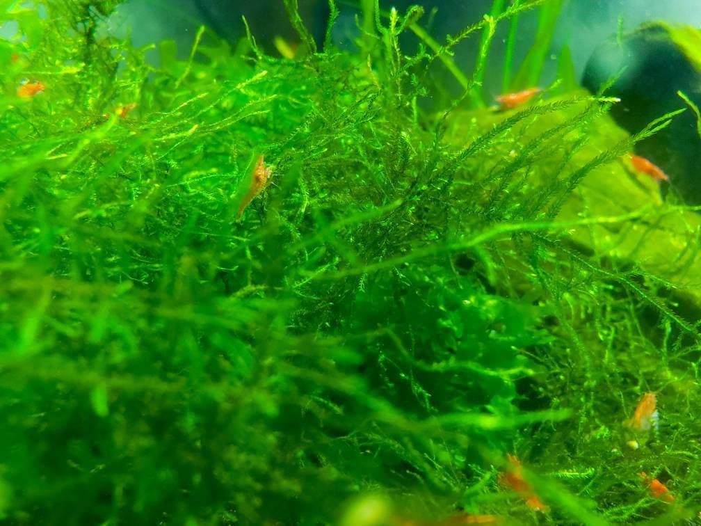 Close-up of green aquatic java moss plants with small orange shrimp in an aquarium setting