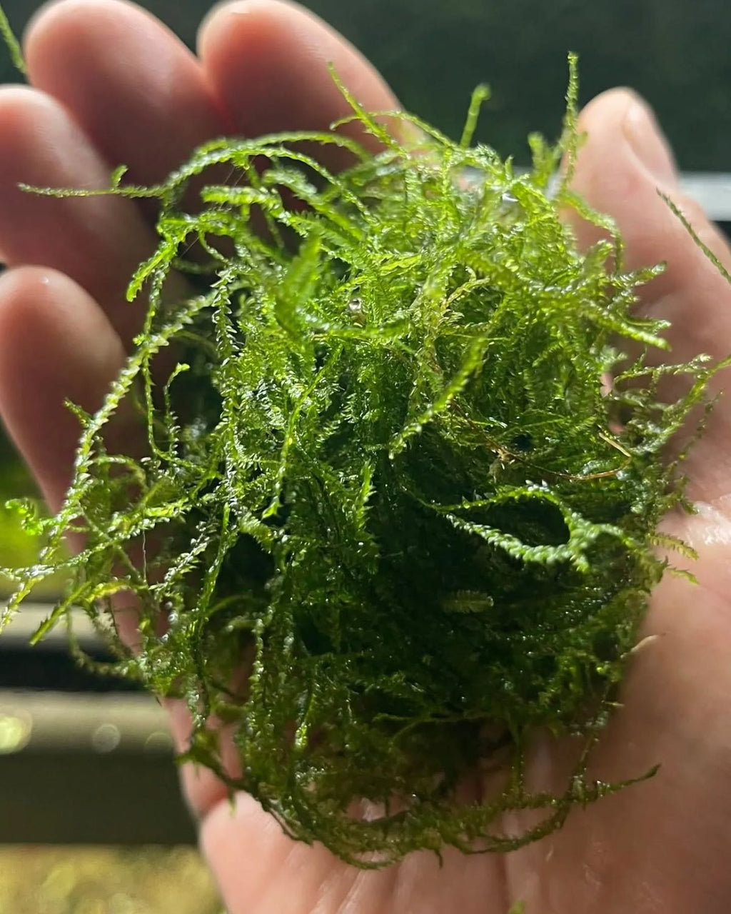 a ball of Java moss held in a hand with a blurred background. 