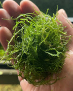 a ball of Java moss held in a hand with a blurred background. 
