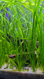 Aquatic Jungle vallisneria plants in an aquarium with a pleco partially hidden among them.