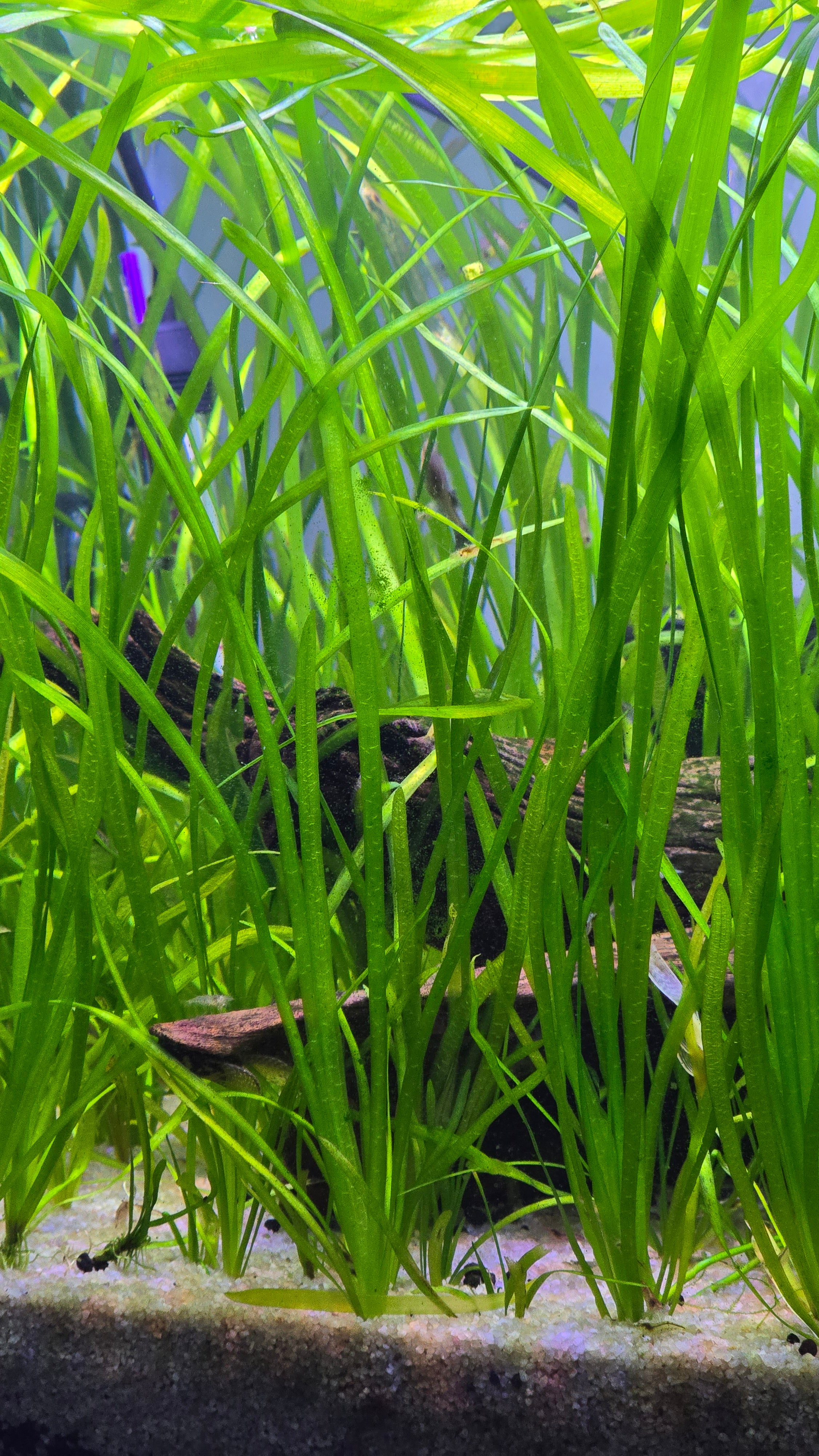 Aquatic Jungle vallisneria plants in an aquarium with a pleco partially hidden among them.