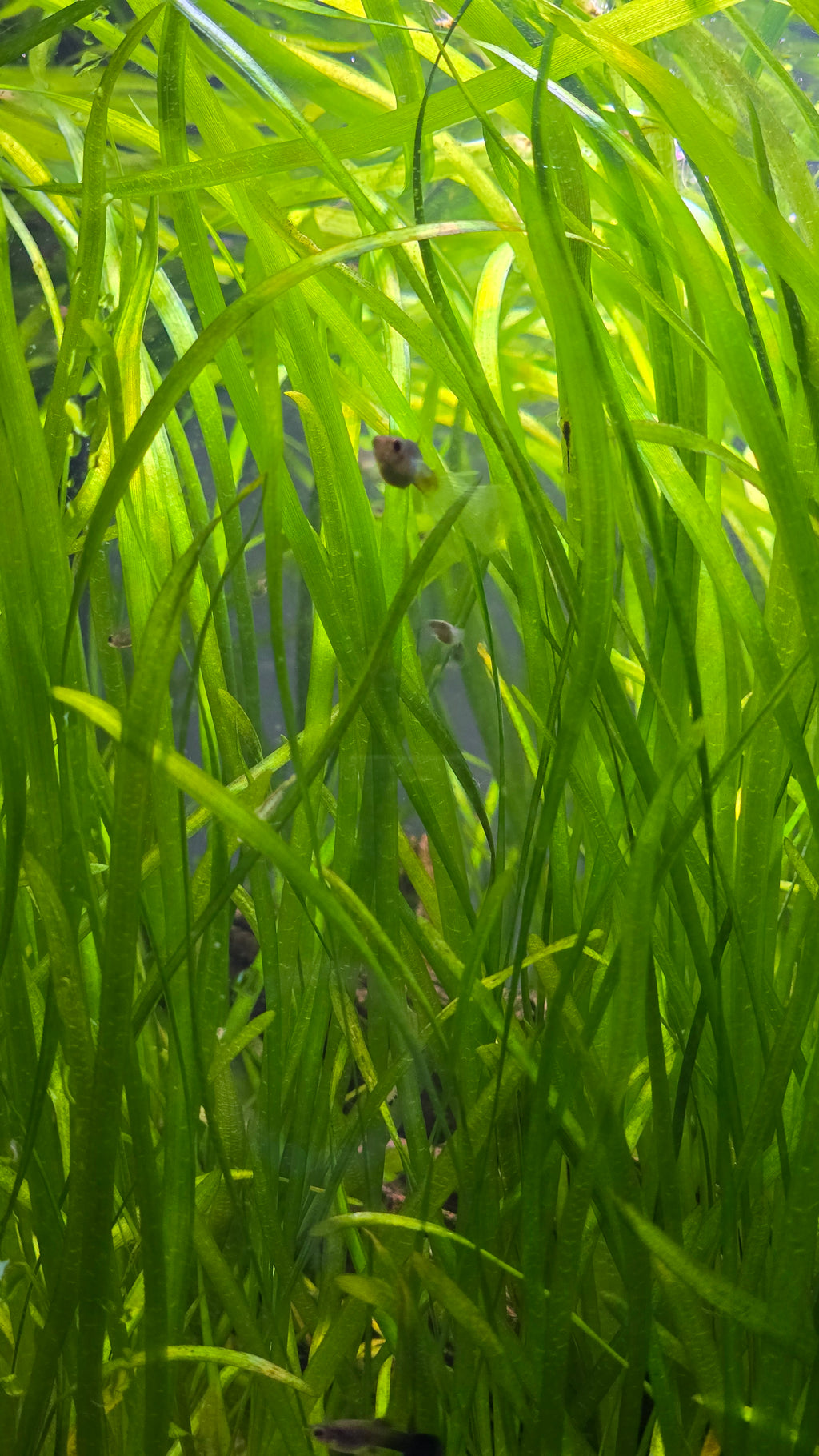 Close-up of green aquatic jungle vallisneria plants with a blurred background.