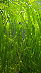 Close-up of green aquatic jungle vallisneria plants with a blurred background.