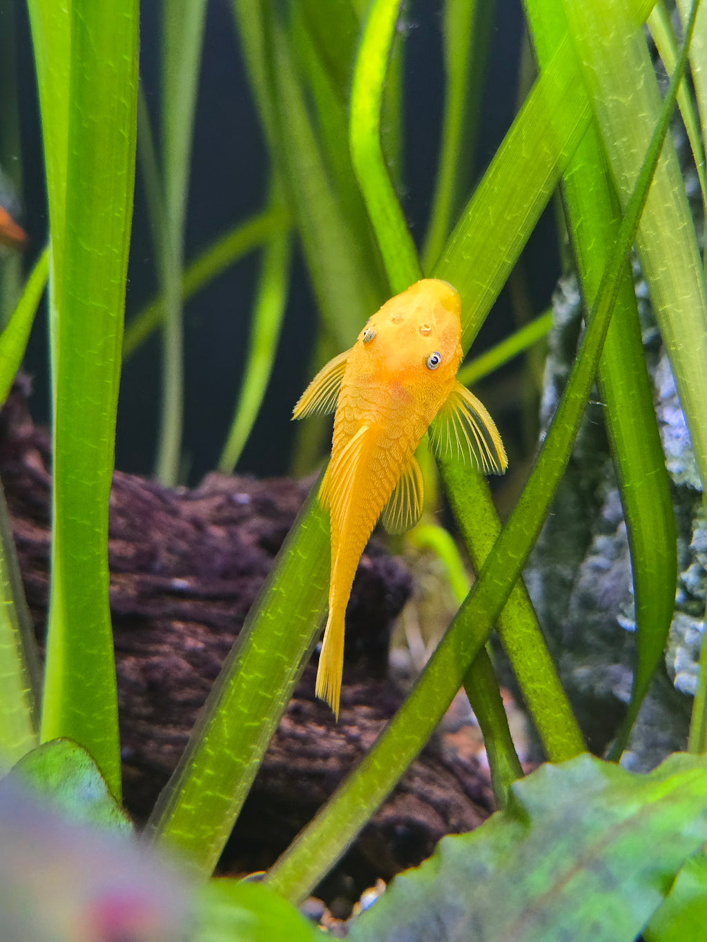 Lemon Blue Eye Bristlenose Pleco fish swimming among green aquatic plants