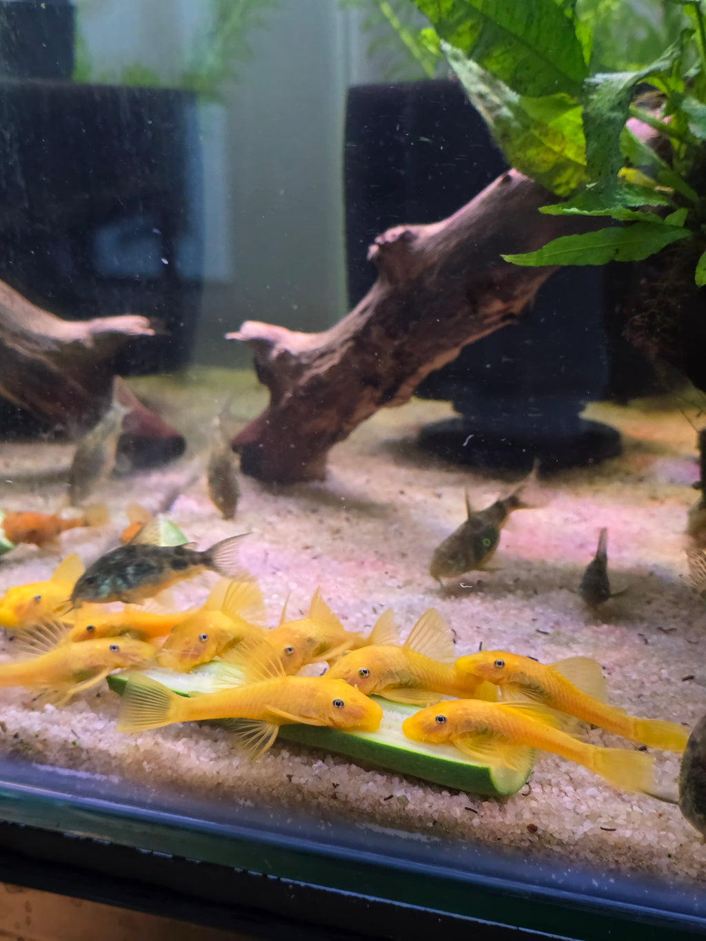 school/shoal of lemon blue eye bristlenose placos in a tropical aquarium