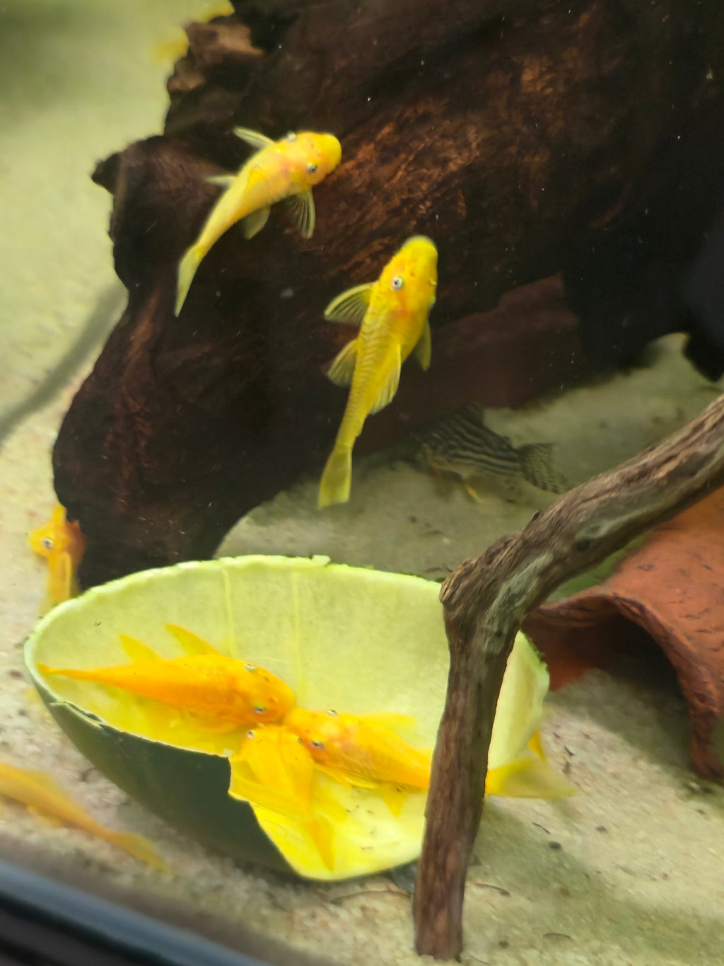 Lemon Blue Eye Bristlenose Pleco Yellow fish swimming in an aquarium with decorative elements.