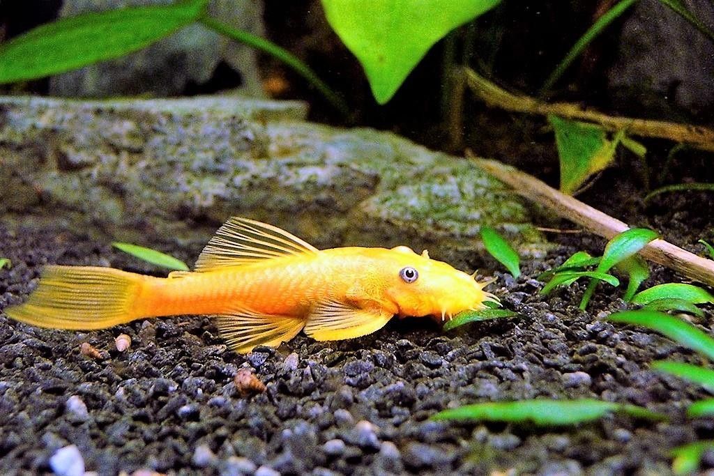 Lemon Blue Eye Bristlenose Pleco Yellow fish in a tropical aquarium setting with gravel and plants..