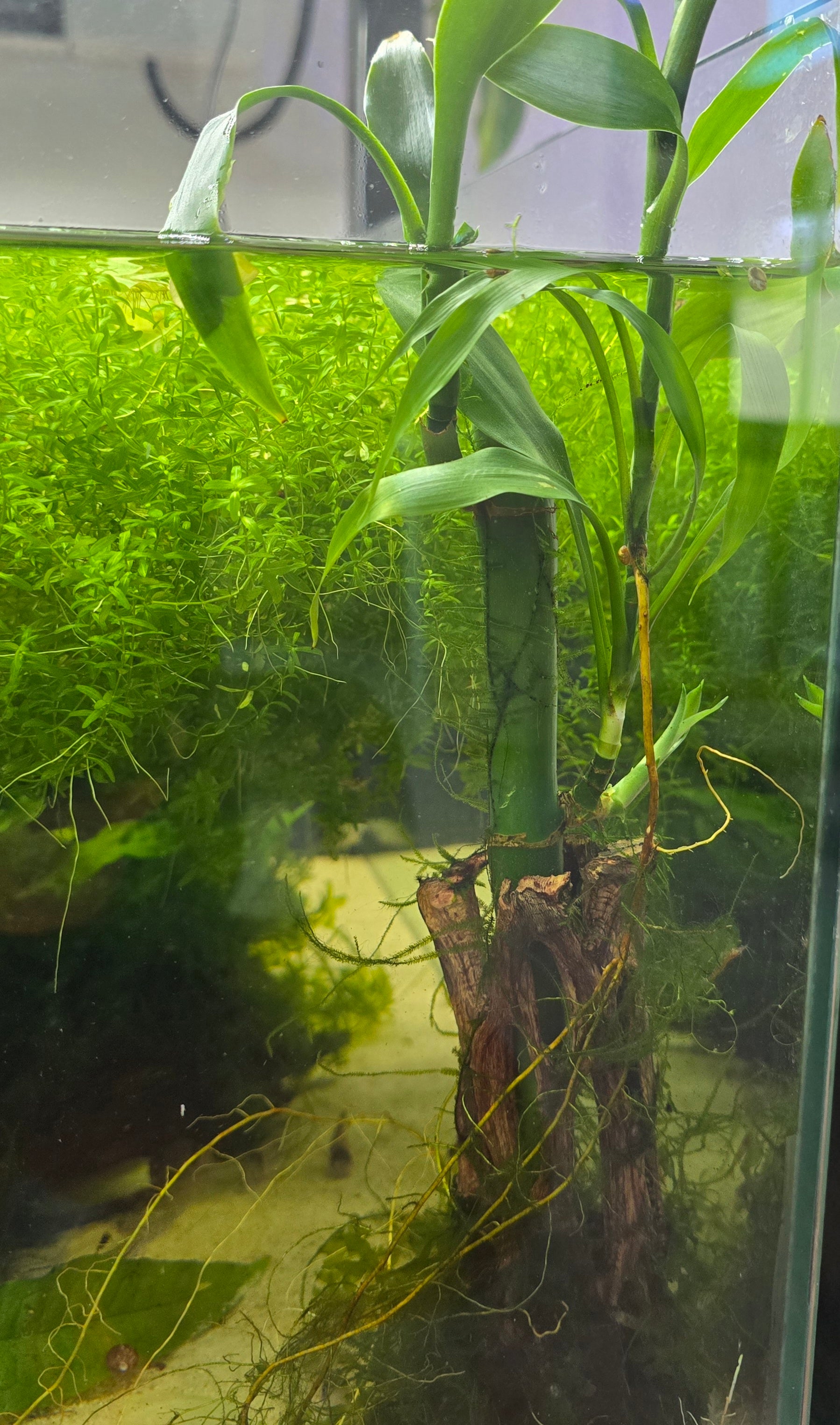 Lucky bamboo plant in a tropical aquarium with green leaves and roots in water. 