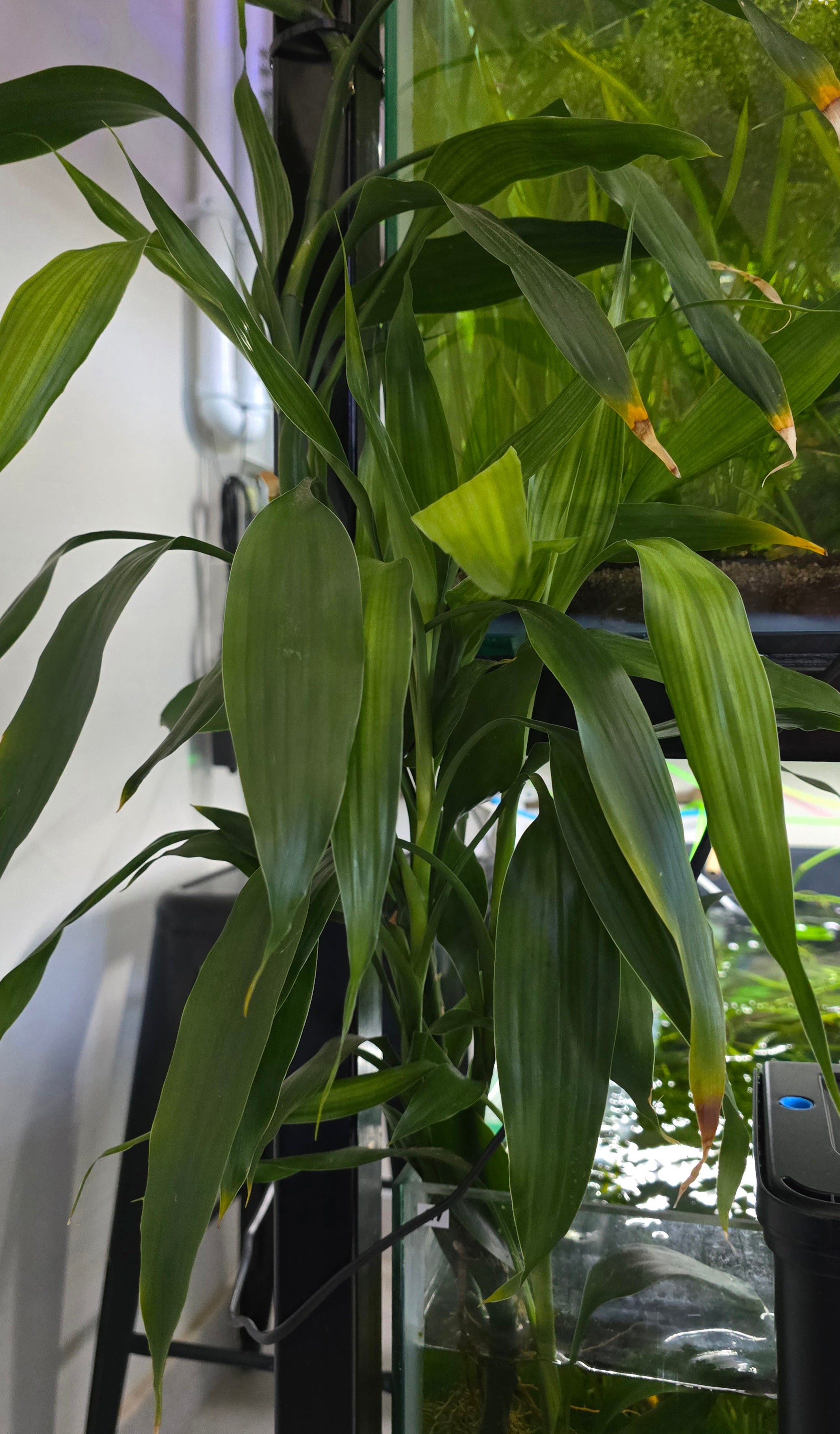 Tall green leafy lucky bamboo plant in a fish tank.