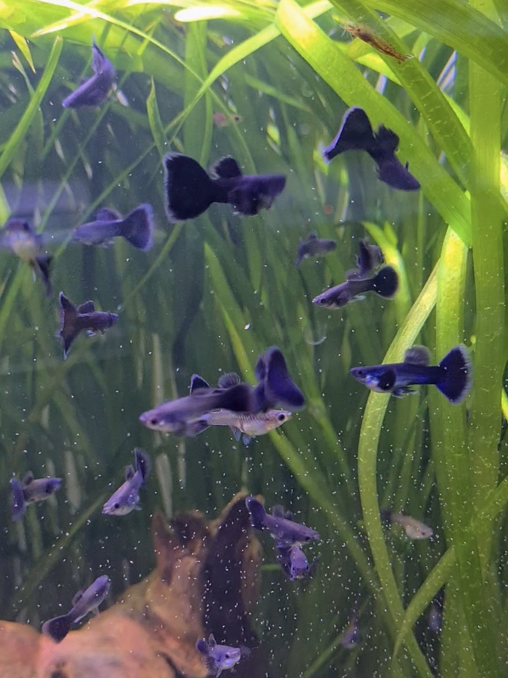 Black Guppy (Poecilia reticulata) fish swimming among green aquatic plants in a tropical aquarium.