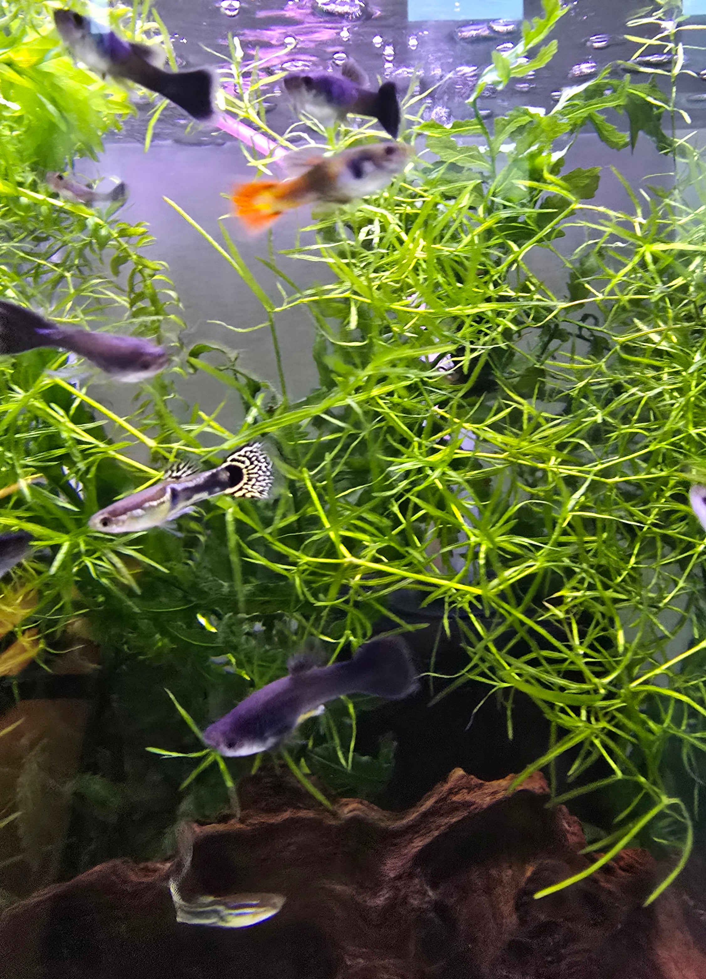 Male Guppy Fish swimming in a tropical aquarium with green plants and rocks.