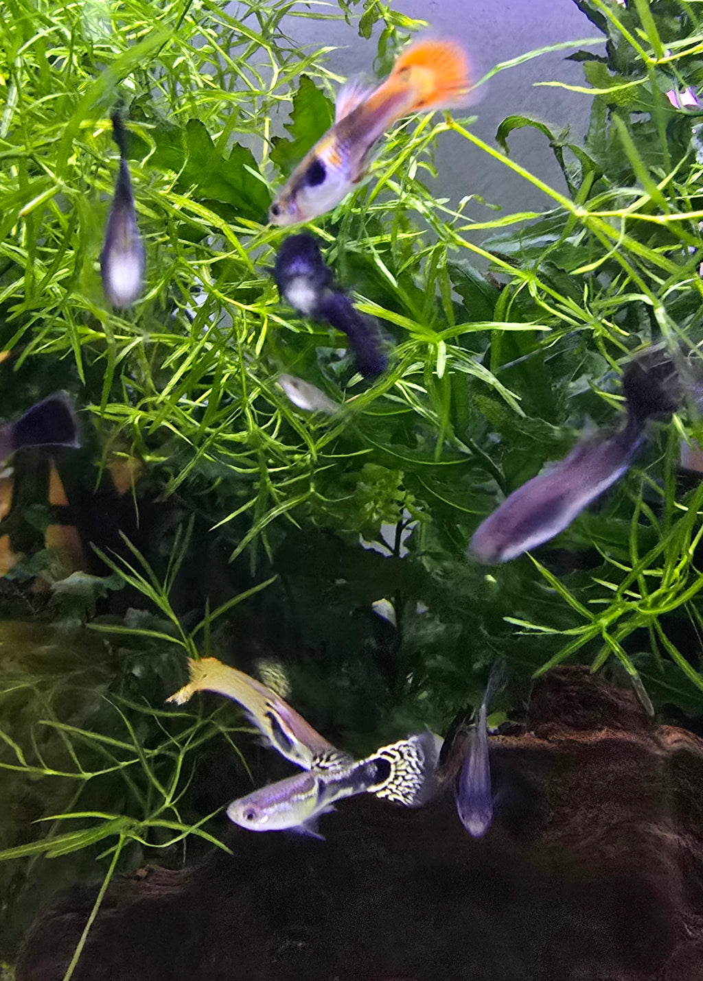 Aquarium with male guppies and green plants