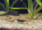 three different coloured shrimp in an aquarium setting with plants and gravel.