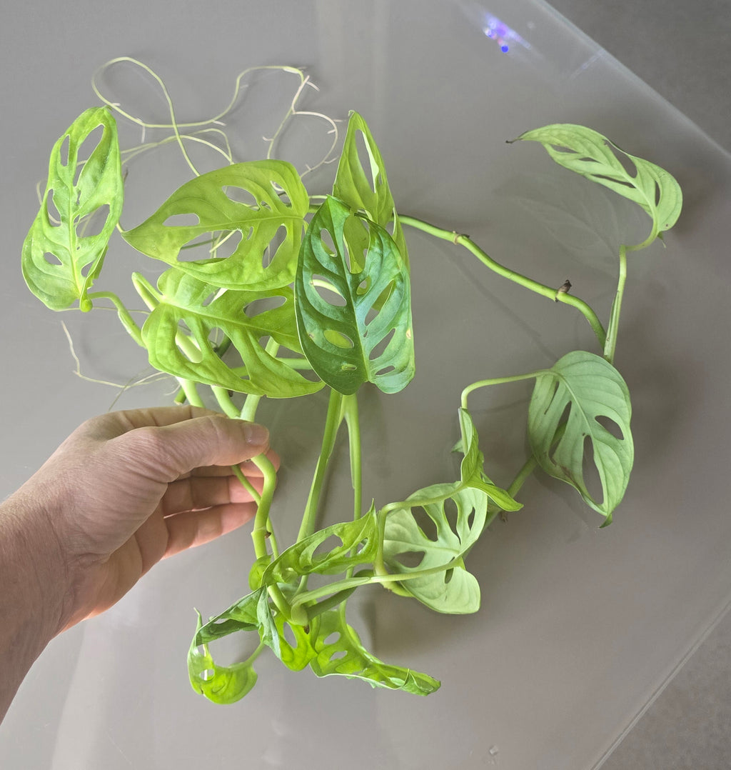 Hand holding a green leafy monkeymask plant against a gray background