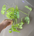 Hand holding a green leafy monkeymask plant against a gray background