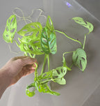 Hand holding a green leafy monkeymask plant against a gray background