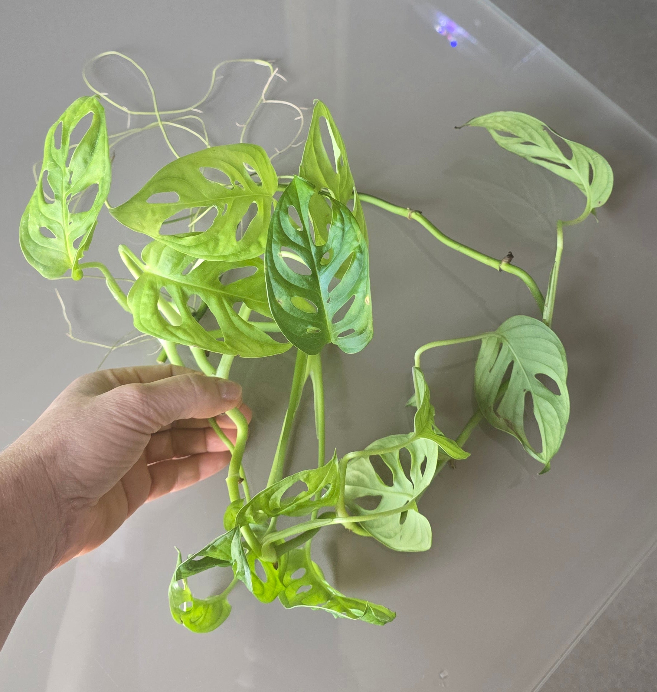 Hand holding a green leafy monkeymask plant against a gray background