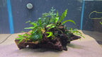 A live aquarium plant arrangement featuring green aquatic ferns and moss growing on a piece of dark brown driftwood, placed on a sandy substrate inside an aquarium.