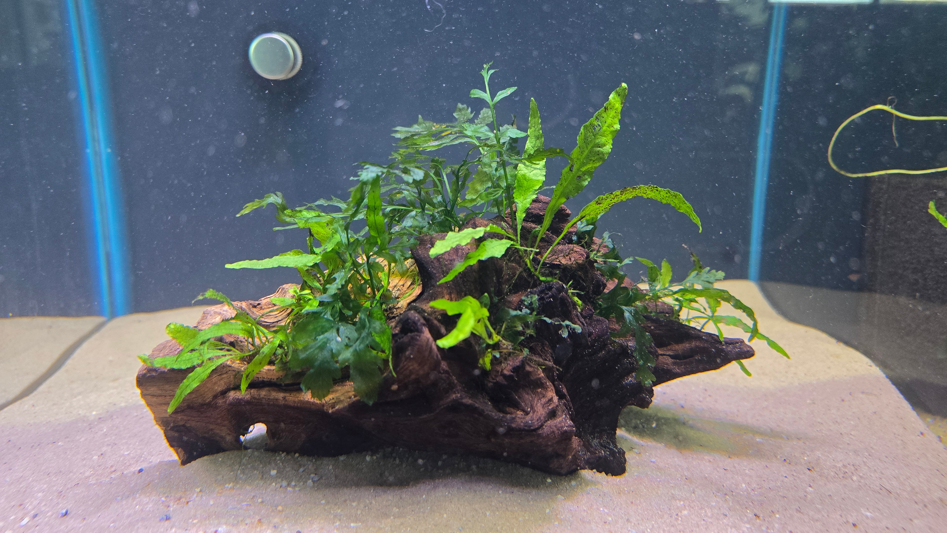 A live aquarium plant arrangement featuring green aquatic ferns and moss growing on a piece of dark brown driftwood, placed on a sandy substrate inside an aquarium.