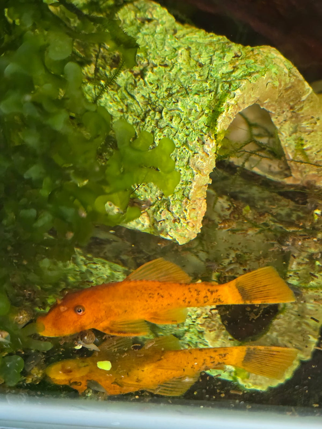 Orange Super Red Bristlenose Pleco (Ancistrus sp.) fish swimming among green aquatic plants in a tropical aquarium