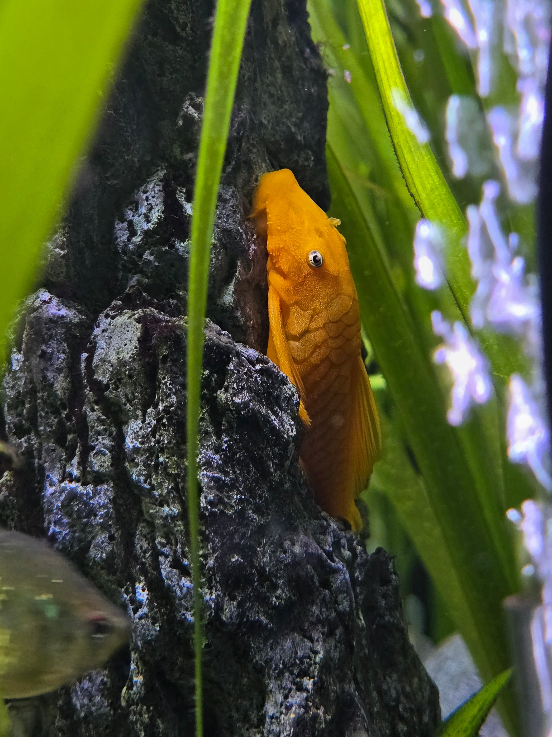 Orange Super Red Bristlenose Pleco fish swimming among plants in a tropical aquarium setting
