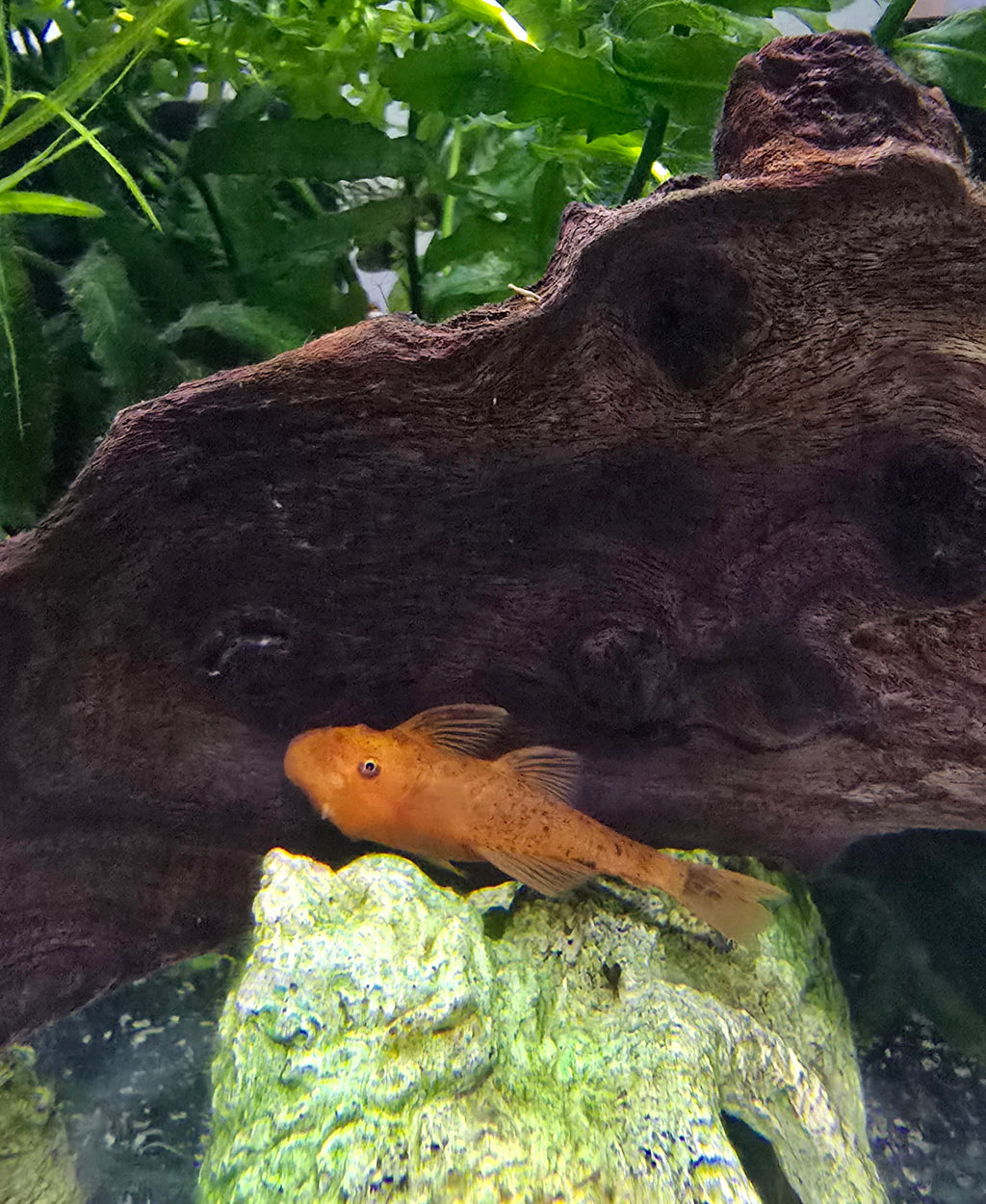 Orange Super Red Bristlenose Pleco fish on wood in an aquarium with green plants