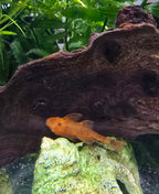 Orange Super Red Bristlenose Pleco fish on wood in an aquarium with green plants