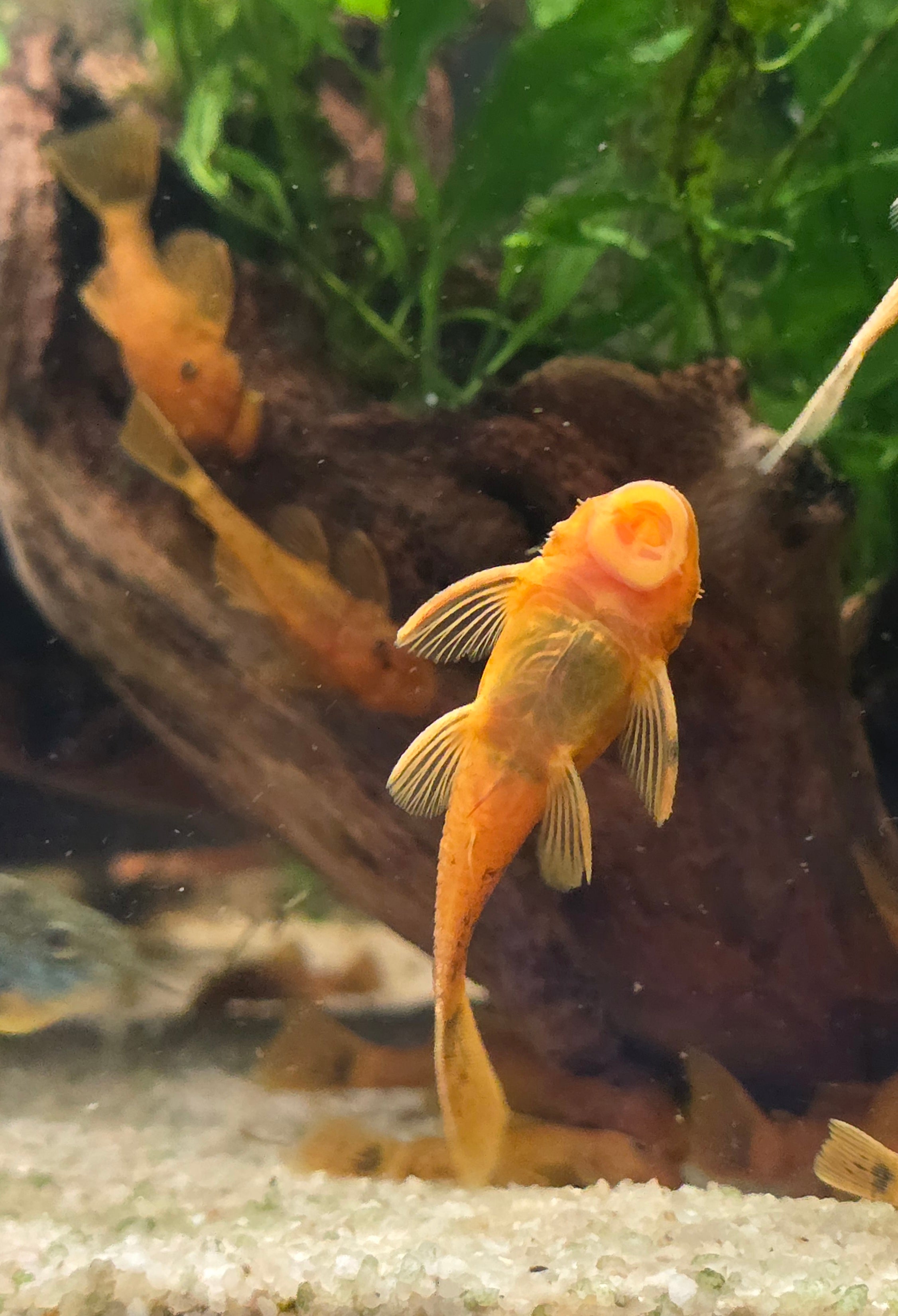 Orange Super Red Bristlenose Pleco fish swimming in a tropical aquarium with plants and wood.