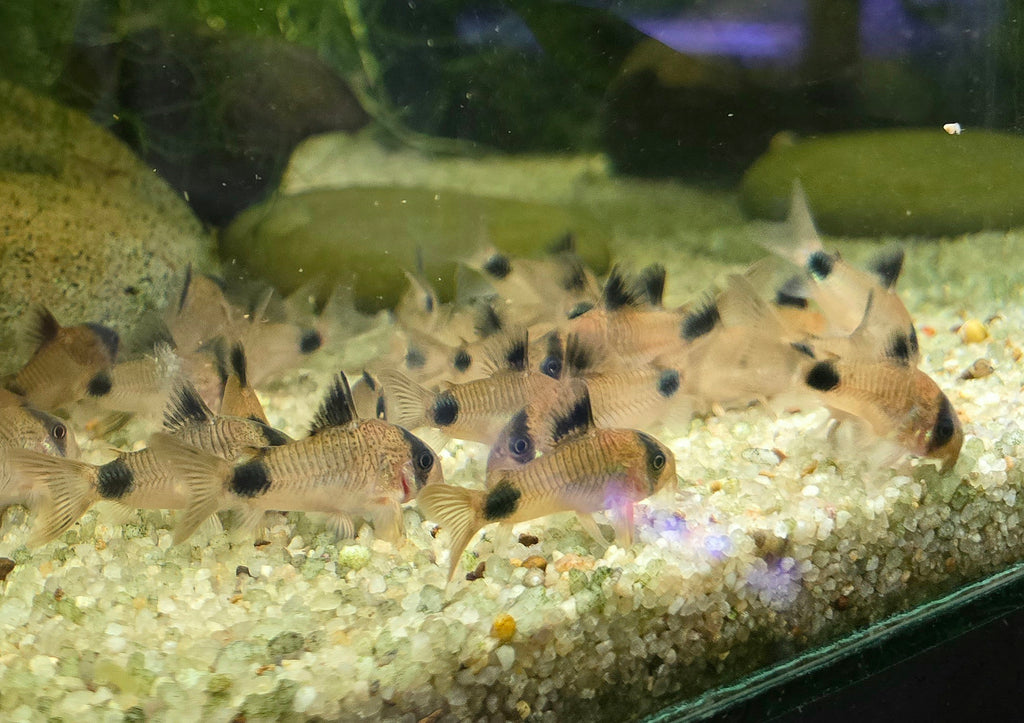 School of panda cory fish with black spots swimming in a tropical aquarium with gravel and rocks.
