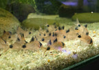 School of panda cory fish with black spots swimming in a tropical aquarium with gravel and rocks.