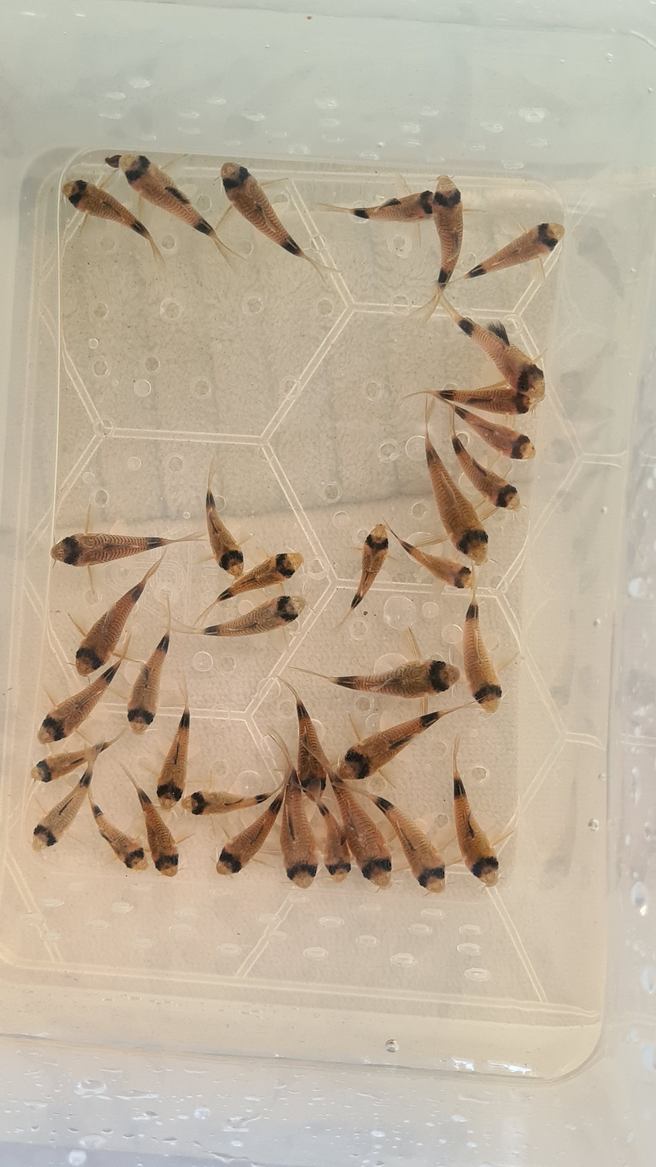 panda cory school in a container