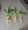 Three green plants with roots on a gray surface