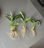 Three green plants with roots on a gray surface