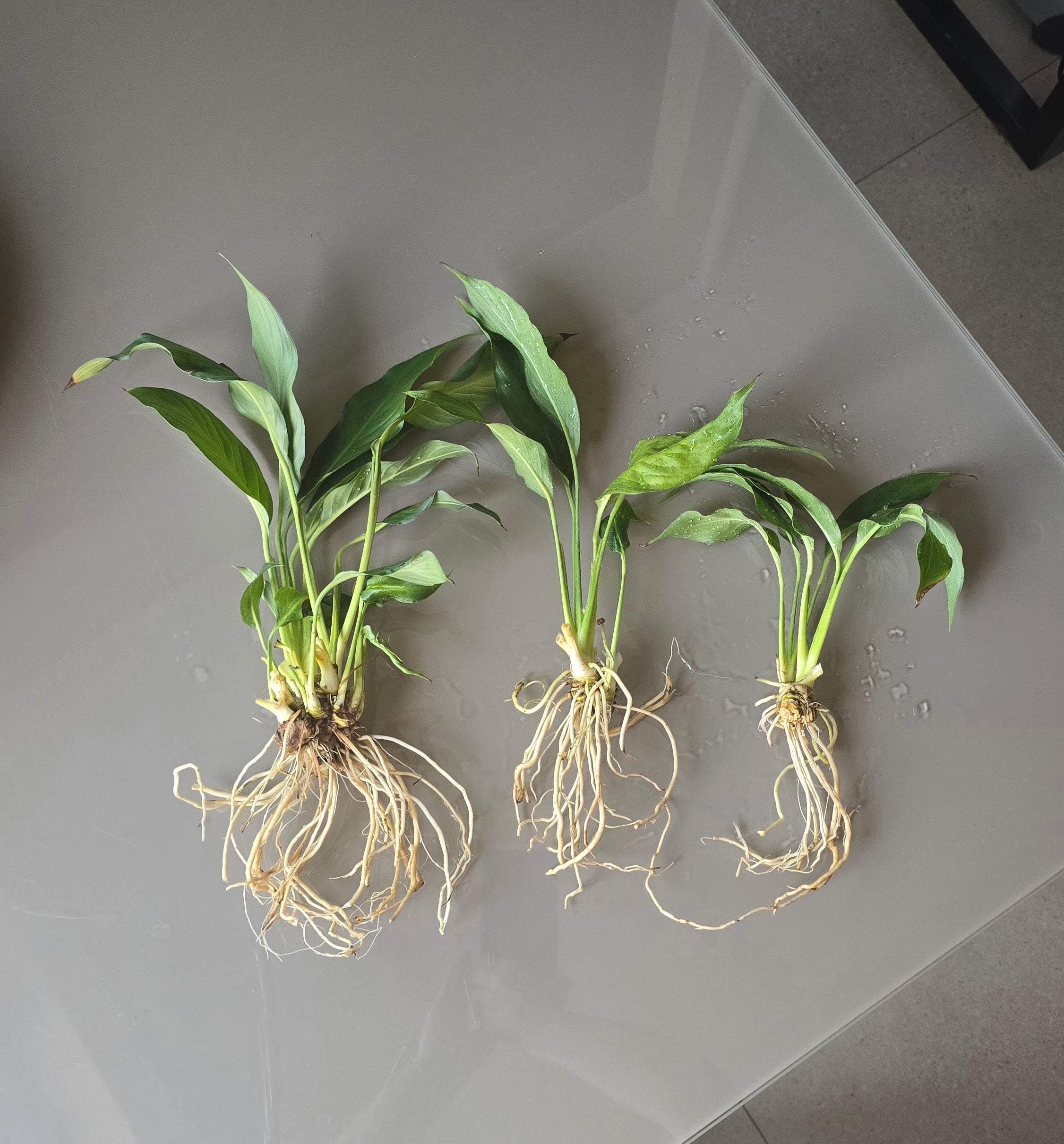 Three green plants with roots on a gray surface