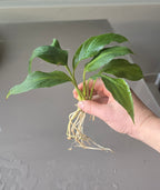 Hand holding a small green plant with roots against a plain background