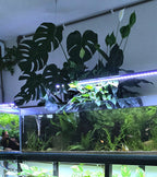 Planted Peace Lily in a fish tank