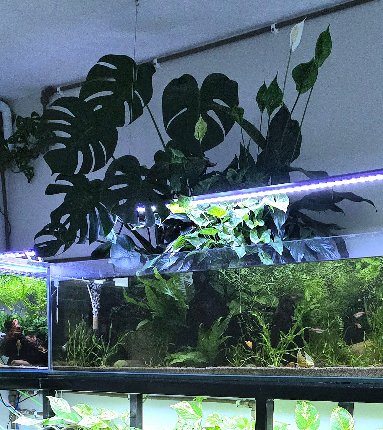 Planted Peace Lily in a fish tank