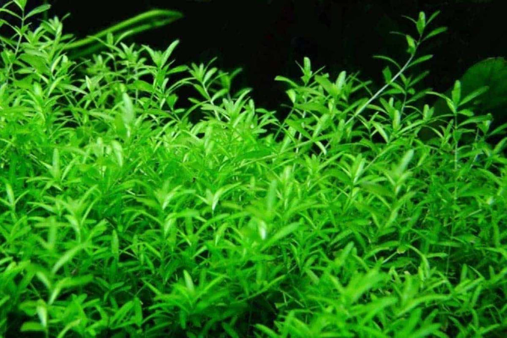Close-up of green pearlweed aquatic plants against a dark background.