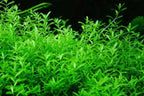 Close-up of green pearlweed aquatic plants against a dark background.
