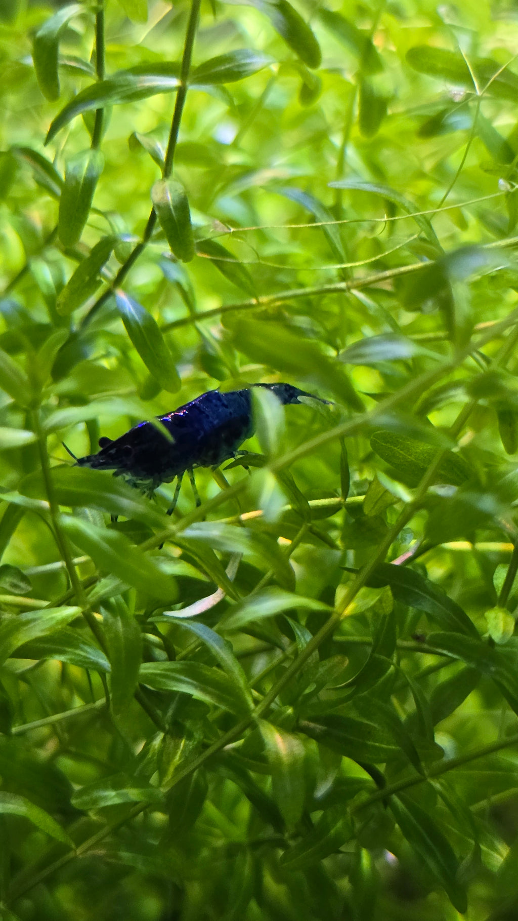 Blue shrimp perched on a tropical pearlweed plant.