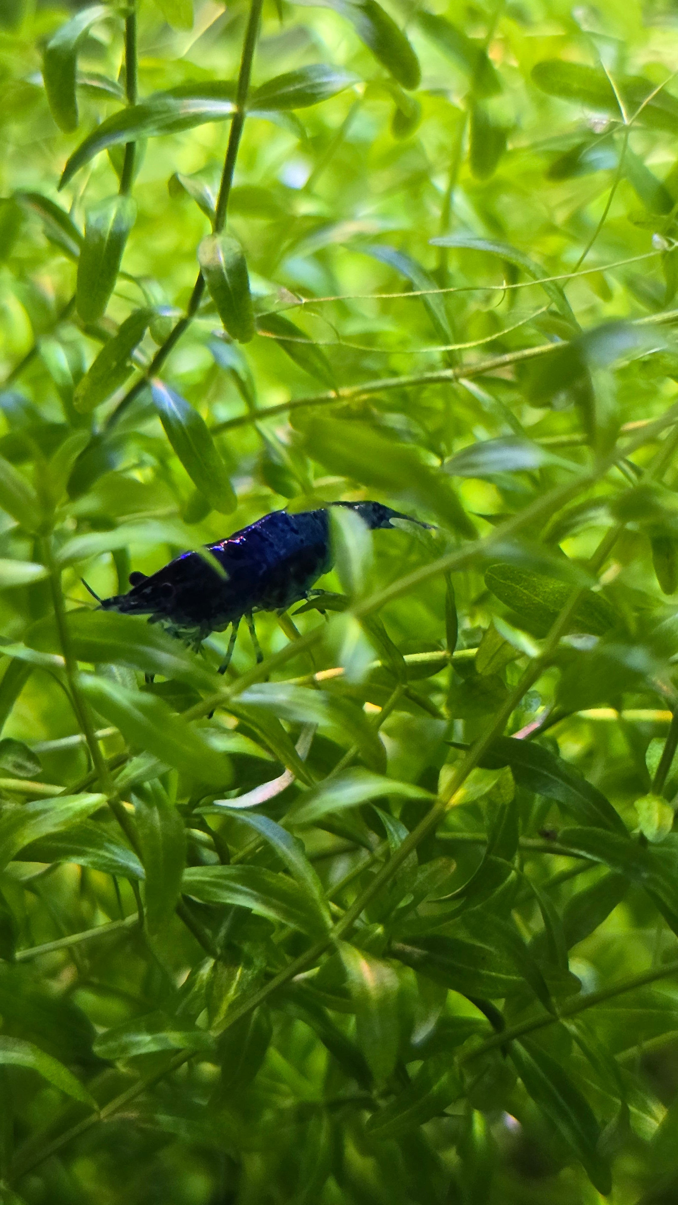 Blue shrimp perched on a tropical pearlweed plant.