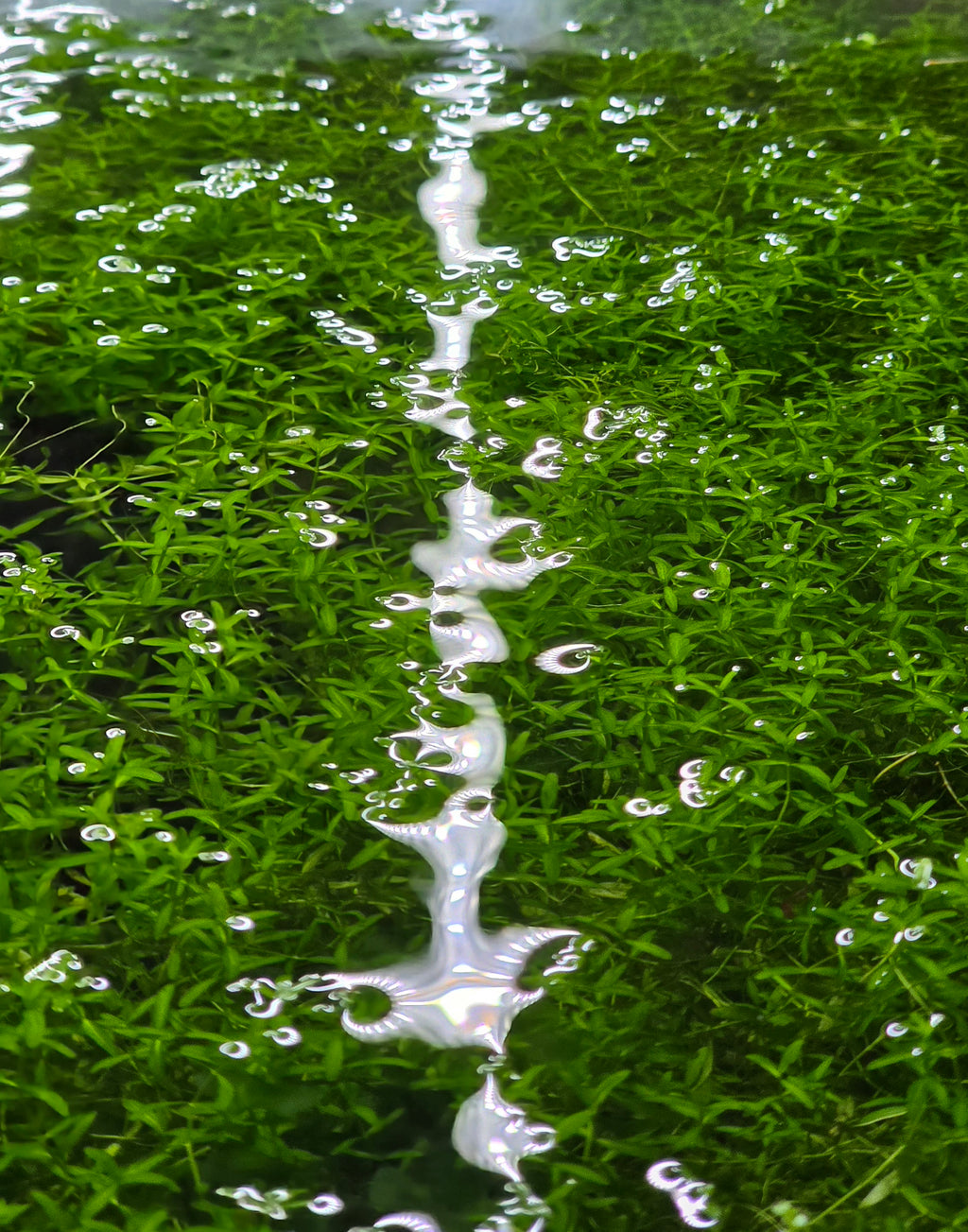 Close-up of pearlweed plant in a fish tank.