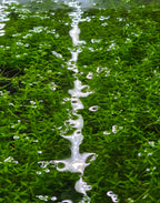 Close-up of pearlweed plant in a fish tank.