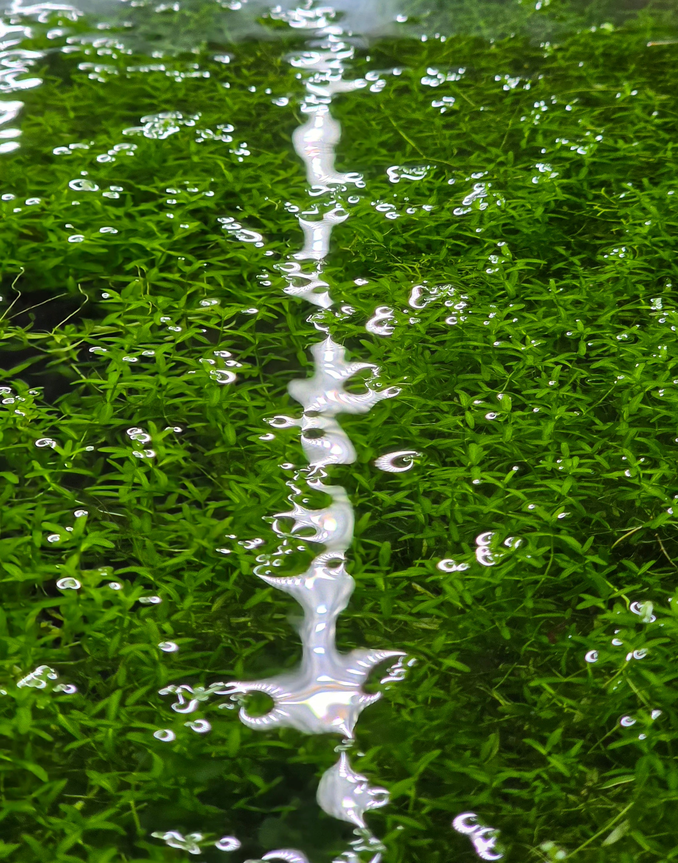 Close-up of pearlweed plant in a fish tank.