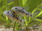 Two Corydoras paleatus fish swimming among green aquatic plants.