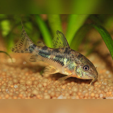 pepper cory fish in a tropical aquarium setting with gravel and plants