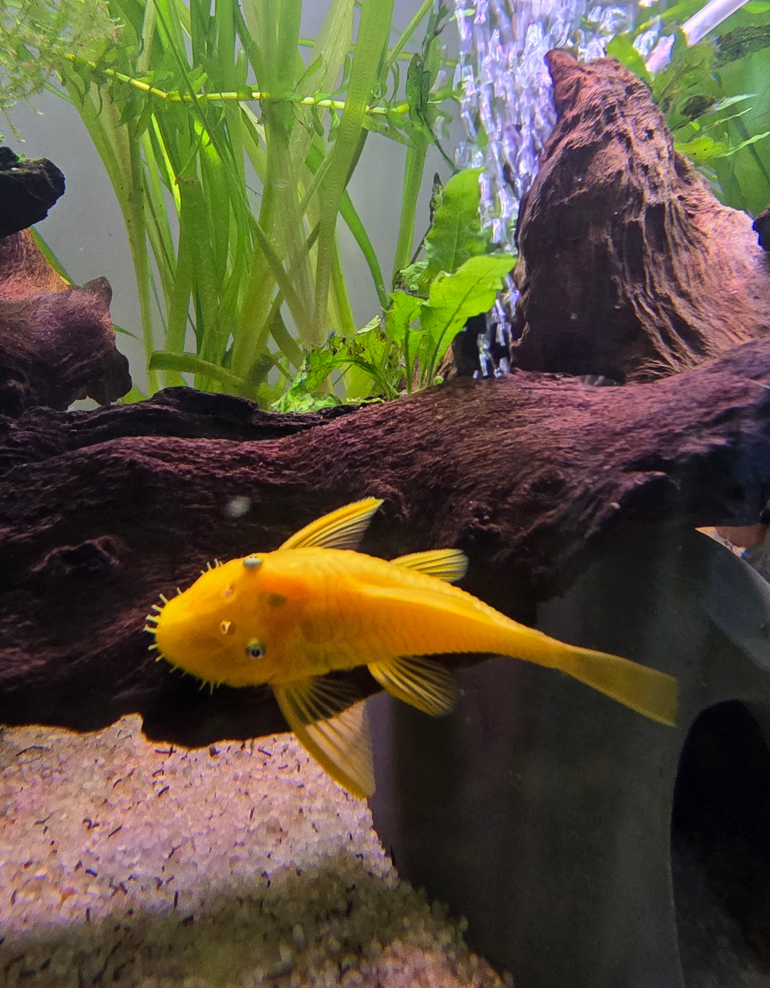 Lemon blue eye bristlenose pleco fish in an aquarium with green plants and wooden decor.