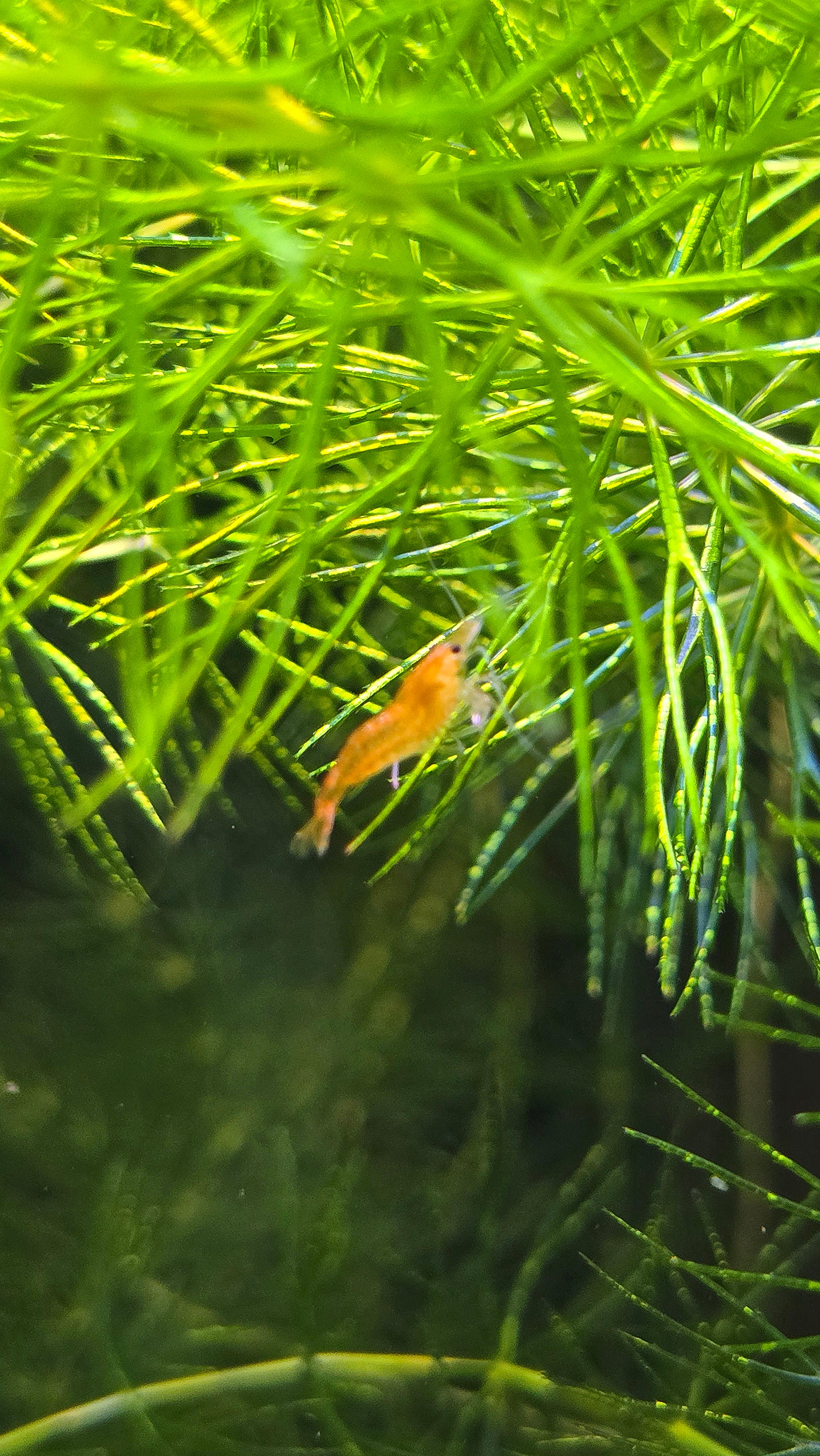 Small orange shrimp swimming among green aquatic plants in a tropical aquarium setting.